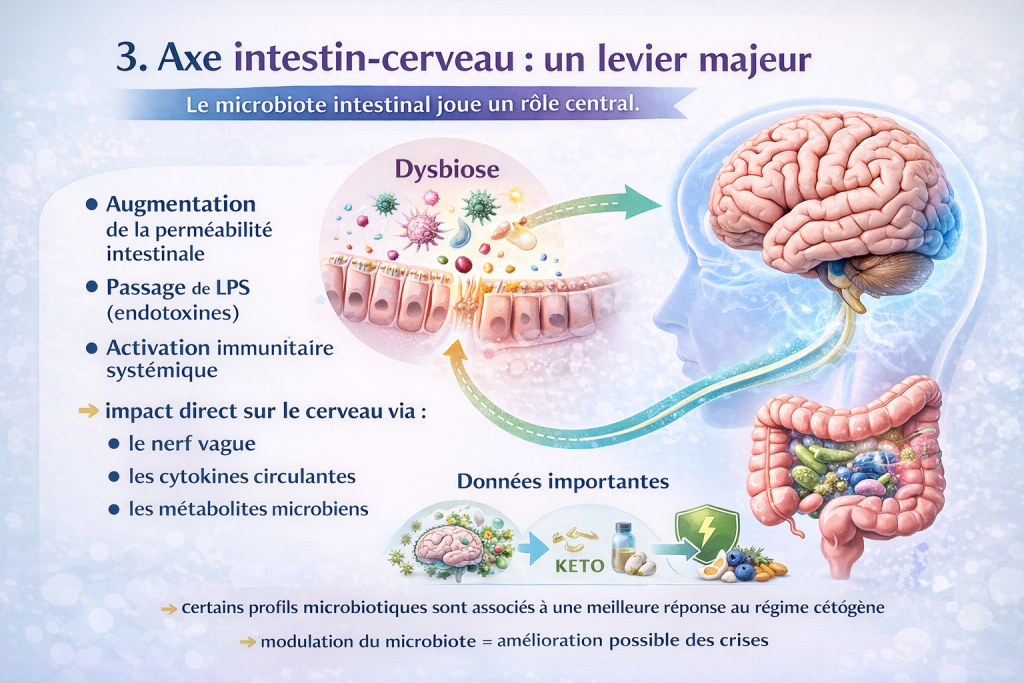 modulation du microbiote amélioration possible des crises épilepsie